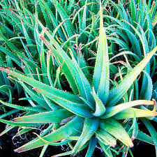 Panthenol & Aloe Vera